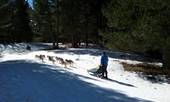 In migliaia in Sila per "Dogs on the snow"