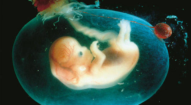 La Corte Costituzionale: l'embrione è da rispettare