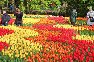 Nel parco botanico più famoso d'Olanda tulipani per tutti