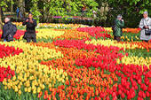 Nel parco botanico più famoso d'Olanda tulipani per tutti