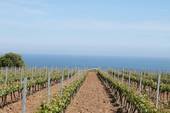 Foto: https://www.winemag.it/calabria-rubati-100-mila-euro-attrezzature-cooperativa-agricola-terre-grecaniche-palizzi/
