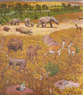 In Kenia ritrovati utensili di 3,3 milioni di anni fa