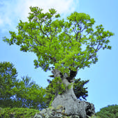 Gli alberi più antichi del mondo sono in Calabria