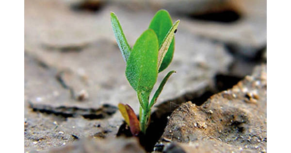 Il seme che cresce e porta frutto / Commento al Vangelo / Rubriche / Home -  Parola di Vita