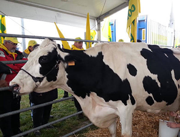 Coldiretti Calabria: aumenta a 48,50cent/litro il prezzo minimo del latte alla stalla per i produttori calabresi conferenti alla cooperativa Assolac