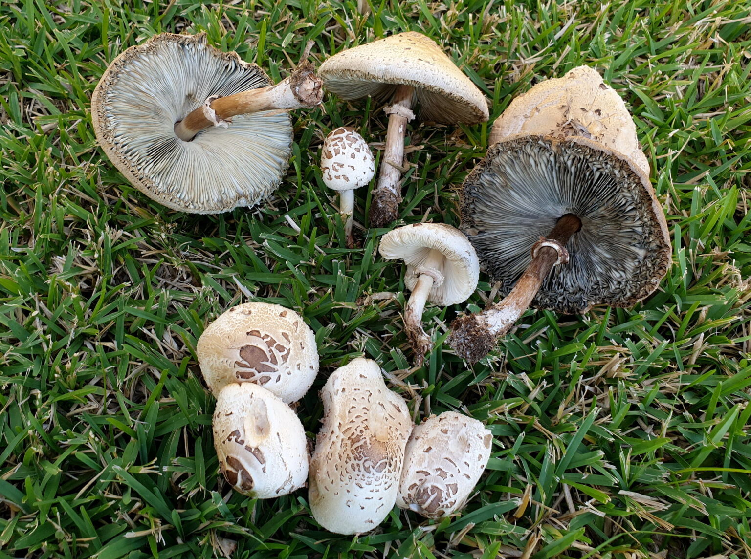 mazza di tamburo fungo ricette